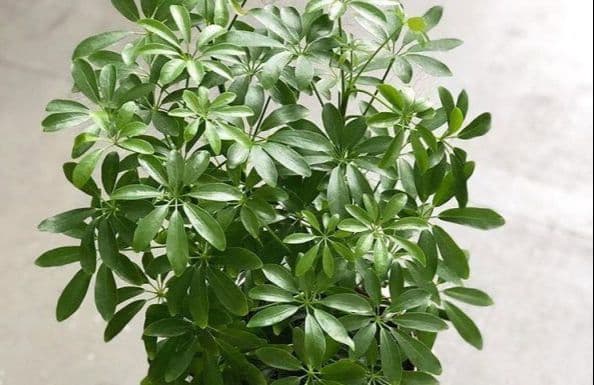 تصویر 2 از گل شفلرا ابلق مناسب زیباسازی آپارتمان و دفتر